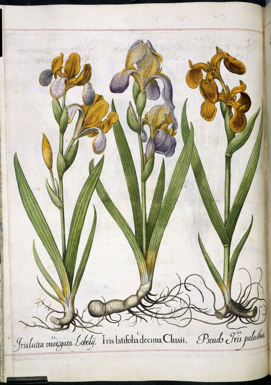 إيريس ، من "Hortus Eystettensis" بواسطة باسل بيسلر