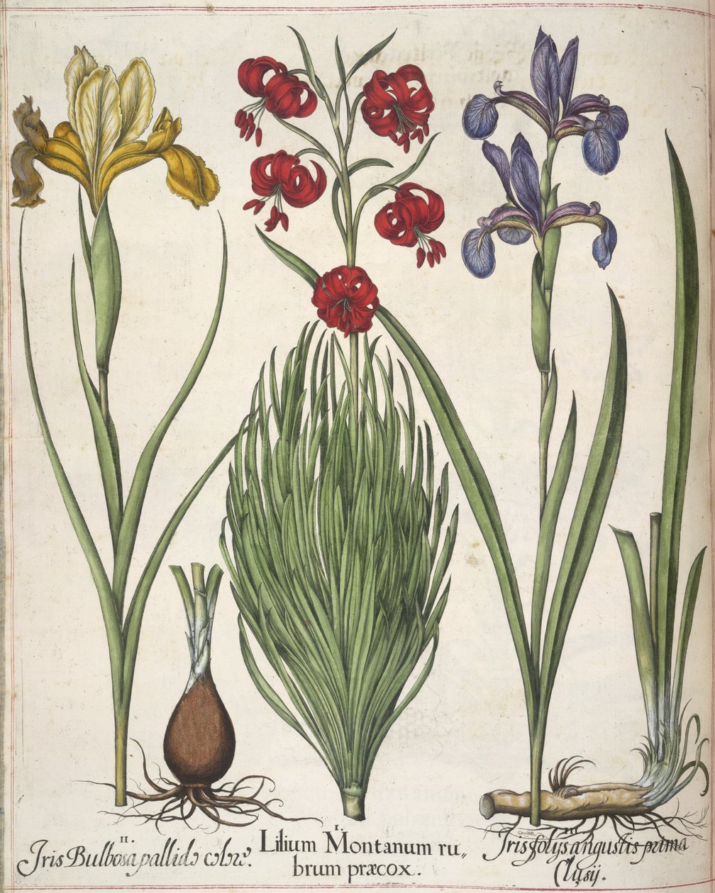 إيريس ، من "Hortus Eystettensis" بواسطة باسل بيسلر