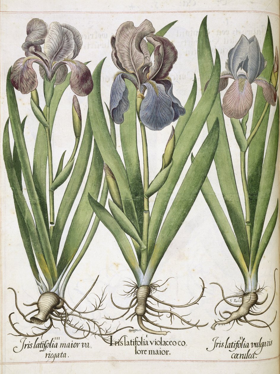 إيريس ، من "Hortus Eystettensis" بواسطة باسل بيسلر