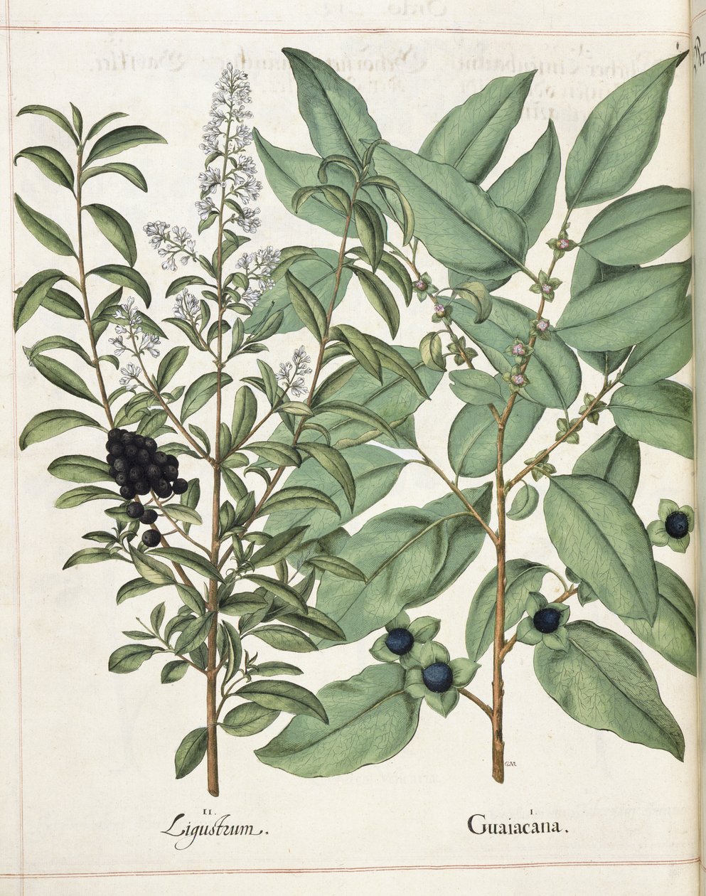 Ligustrum و Guiacana ، من "Hortus Eystettensis" بواسطة باسل بيسلر