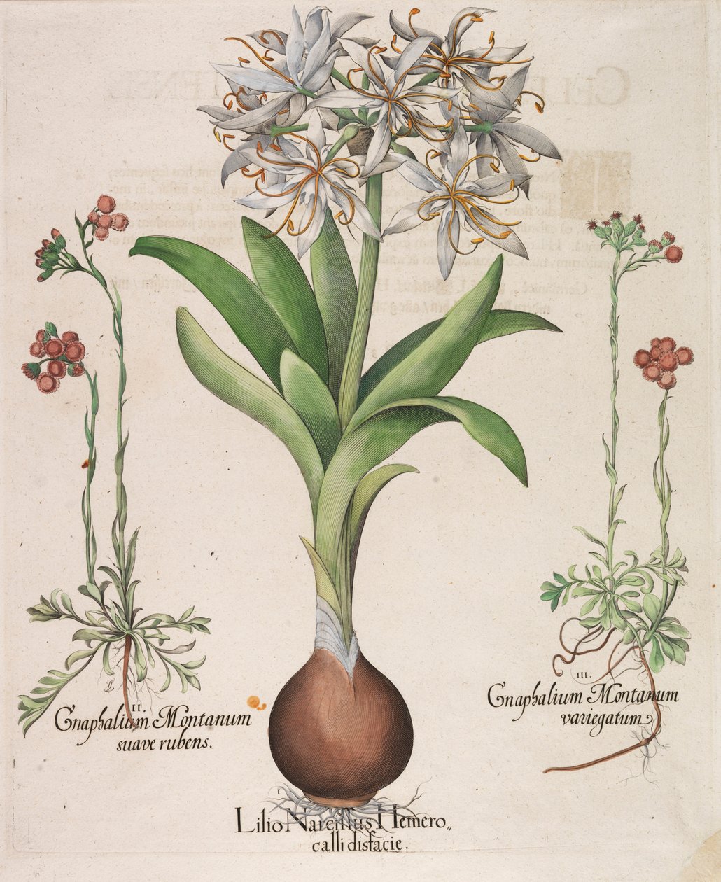 نرجس ، زنبق ، Hemerocallis ، 1613. بواسطة باسل بيسلر
