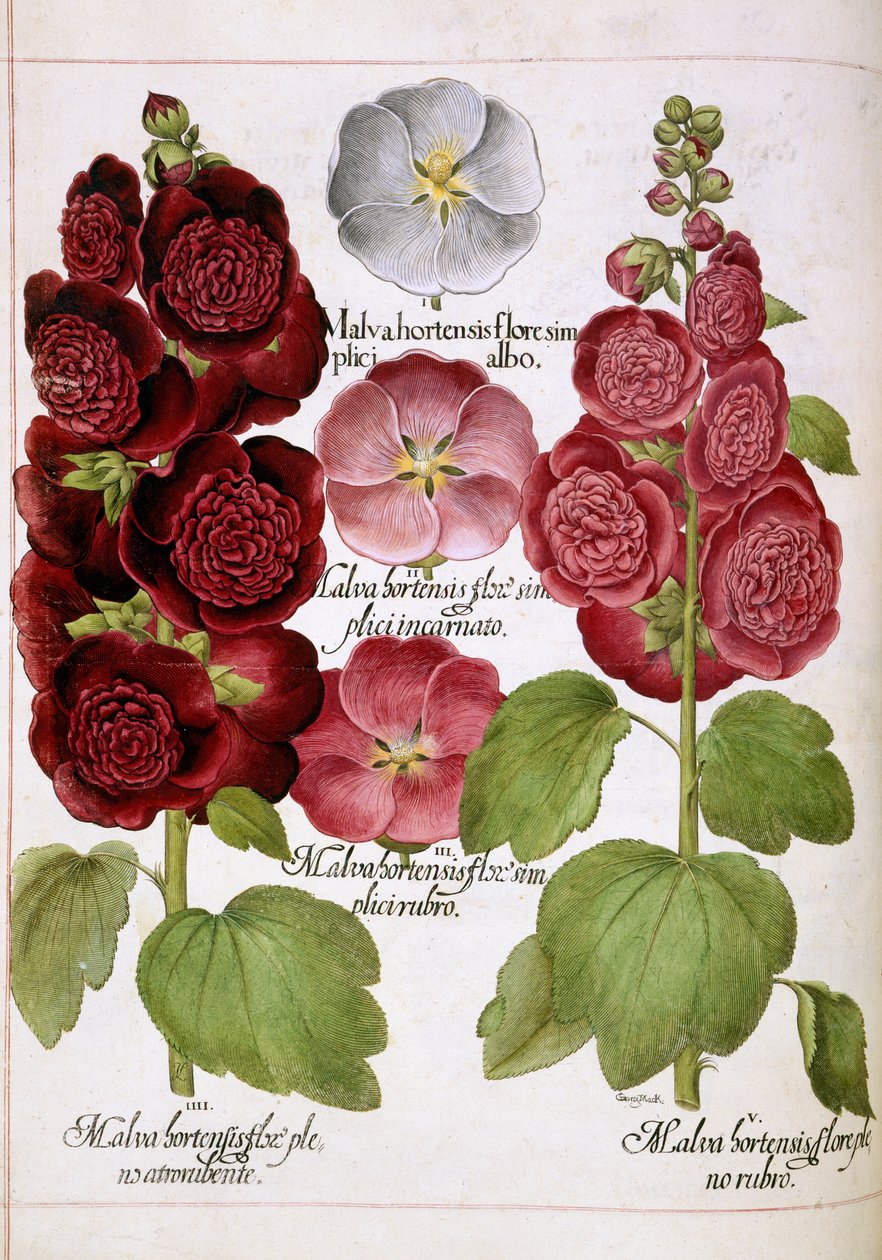 Malva Hortensis ، من "Hortus Eystettensis" بواسطة باسل بيسلر