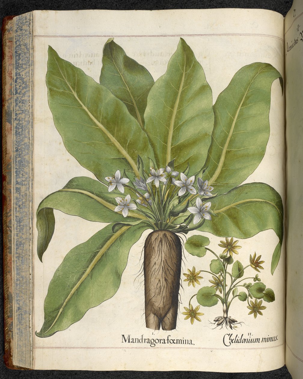 Mandrake Mandrake femina ، رسم توضيحي من 