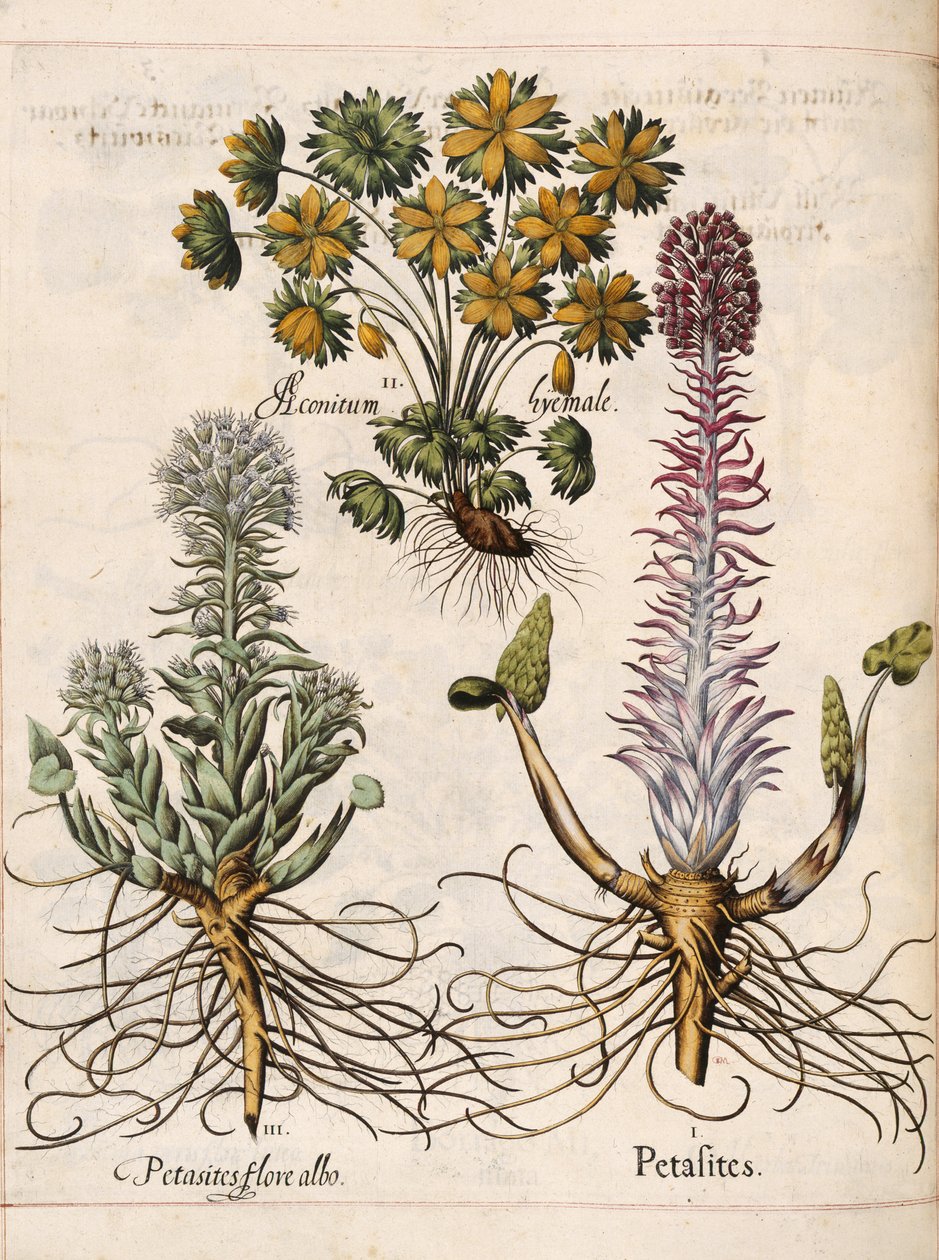 Petasites ، من "Hortus Eystettensis" بواسطة باسل بيسلر