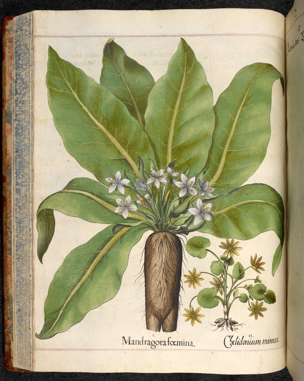 اللوحة 29: Mandragora femina (Mandrake) ، من Hortus Eystettensis ، بقلم باسيليوس بيسلر بواسطة باسل بيسلر