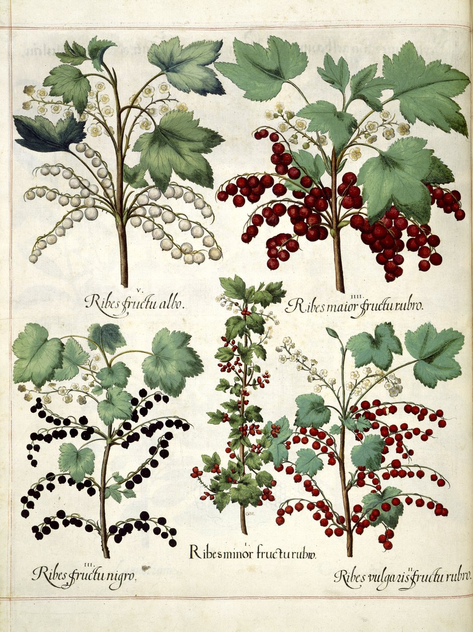نباتات الكشمش الأحمر والأسود ، من "Hortus Eystettensis" بواسطة باسل بيسلر