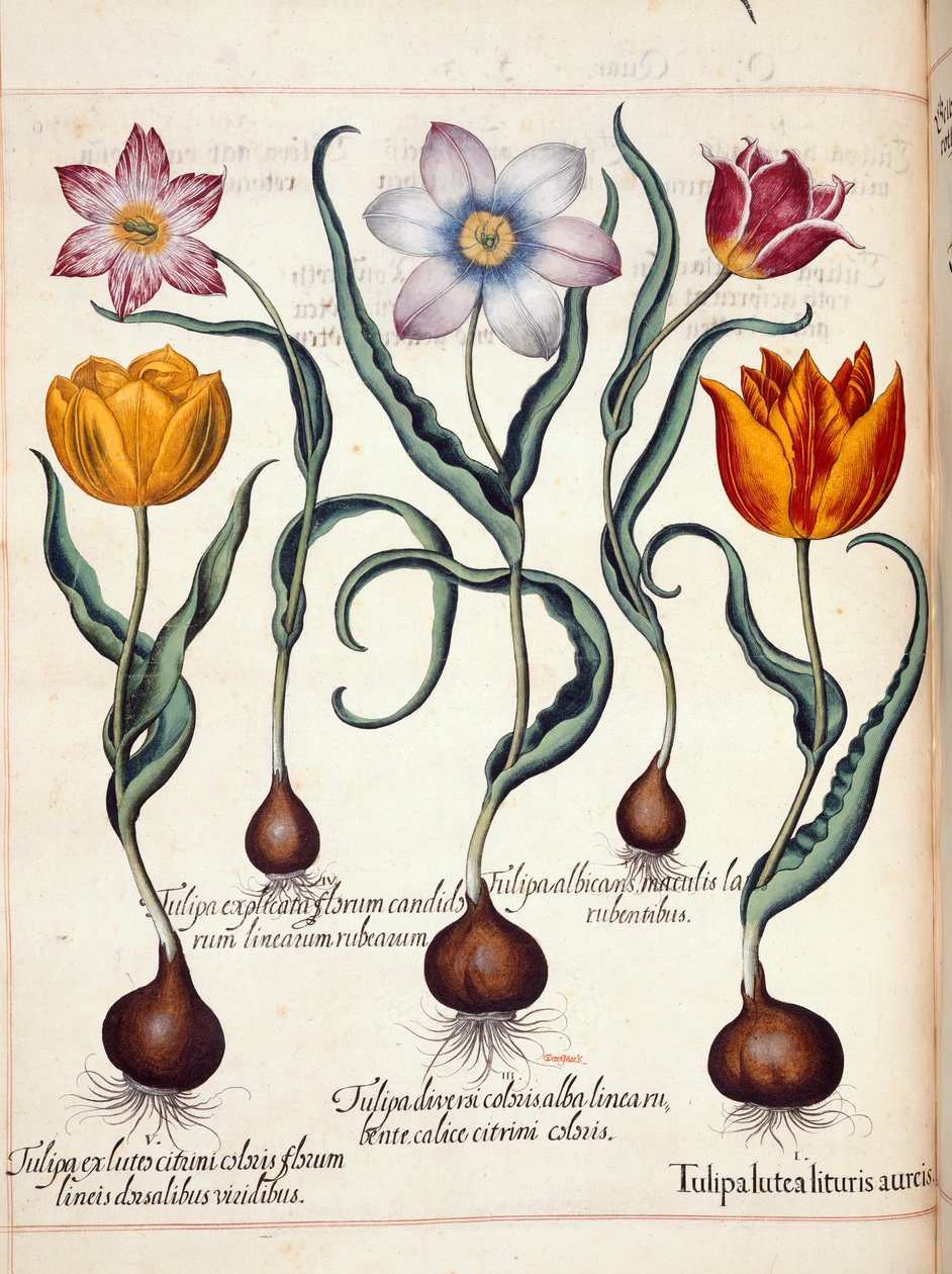 الزنبق ، من "Hortus Eystettensis" بواسطة باسل بيسلر
