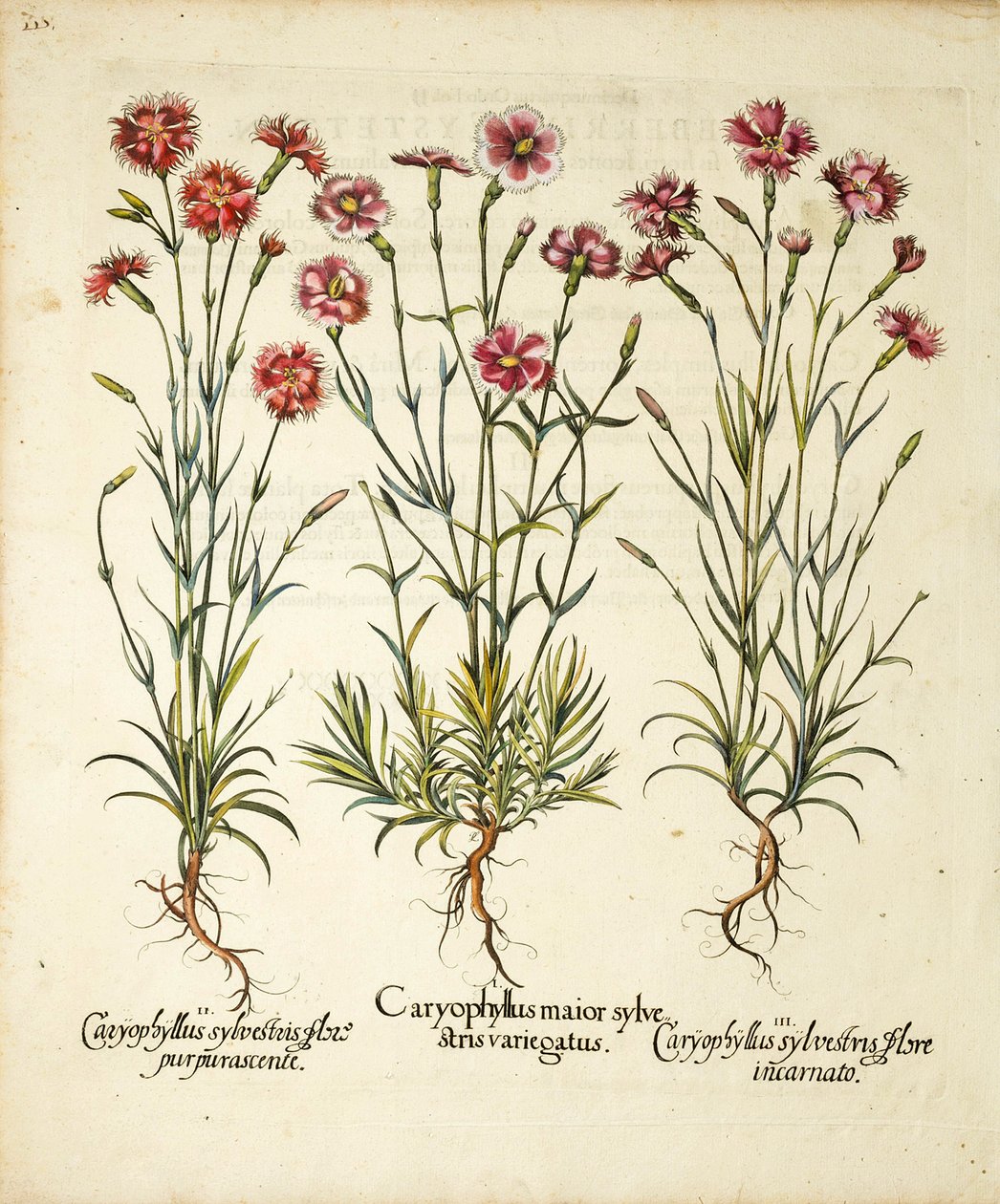 أصناف من Caryophyllus Sylvestris نشرت في Hortus Eystettensis ، 1613 بواسطة باسل بيسلر