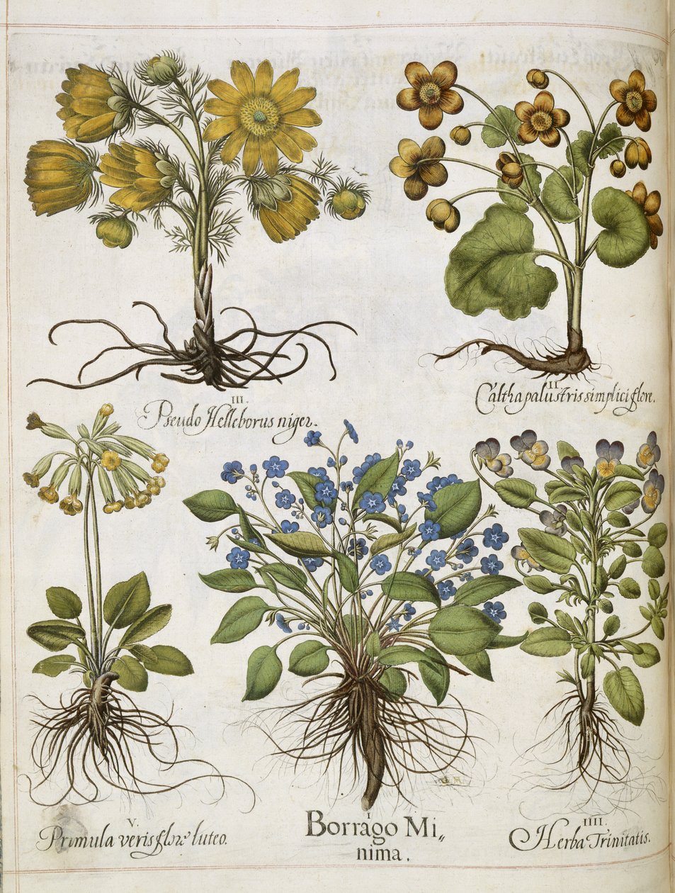 نباتات مختلفة من "Hortus Eystettensis" بواسطة باسل بيسلر
