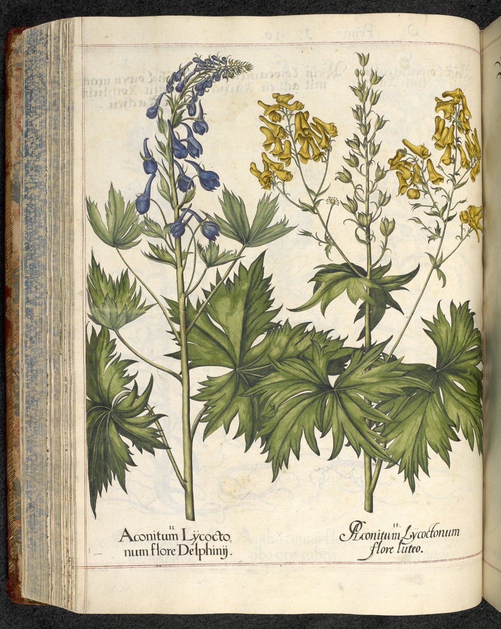 لعنة الذئب ، رسم توضيحي من `` Hortus Eystettensis ، sive Diligens et دقة omn 