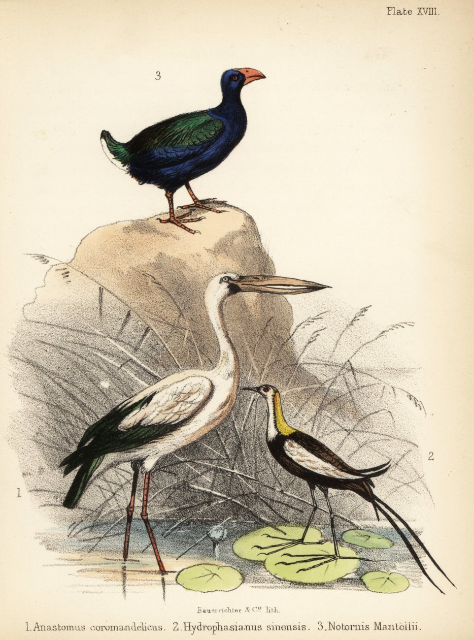 منقار آسيوي ، جاكانا ذيل الدراج والتاكهي. 1855 (ليثوغراف) بواسطة القاضي البناء