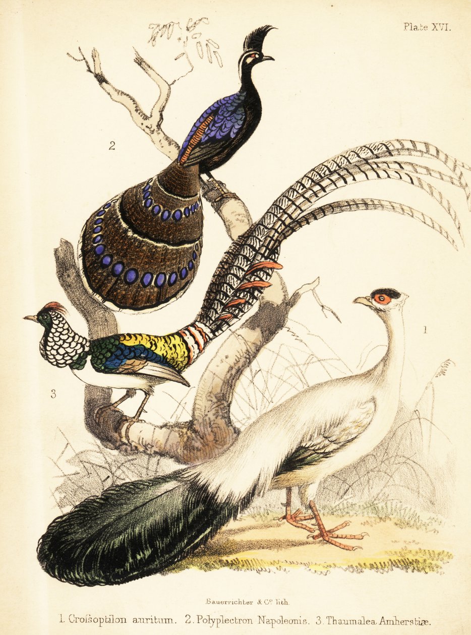 الدراج ذو الأذنين الزرقاء ، وطائر الطاووس بالاوان والليدي أمهيرست عام 1855 (الطباعة الحجرية) بواسطة القاضي البناء