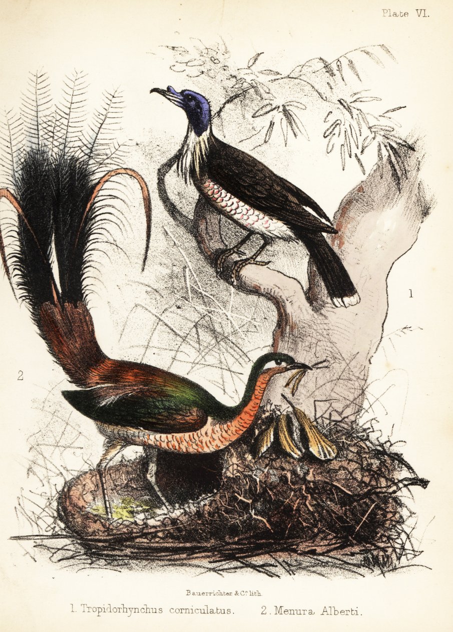 Friarbird و lyrebird. 1855 (ليثوغراف) بواسطة القاضي البناء
