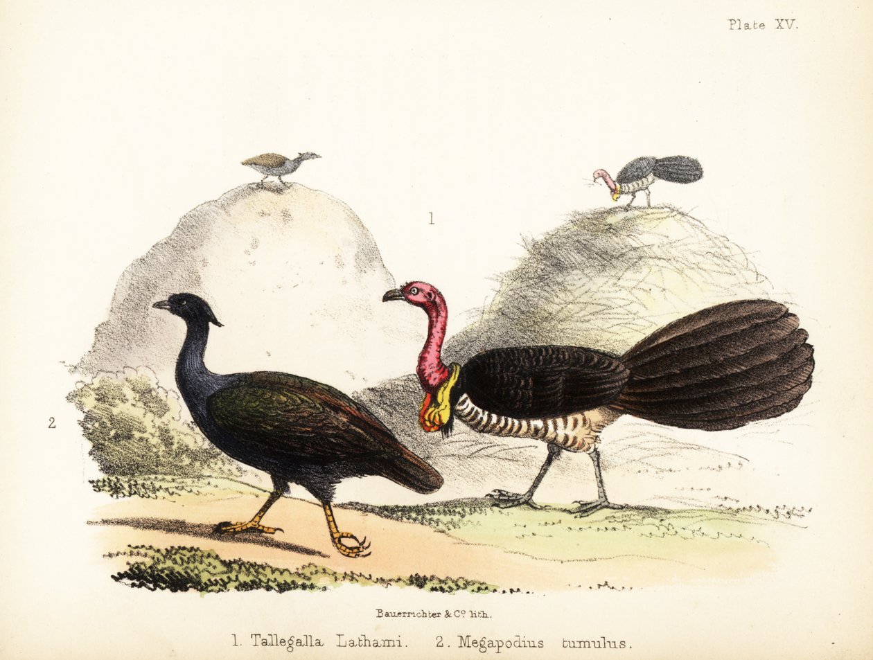 Gweela والطيور البرتقالية القدمين. 1855 (ليثوغراف) بواسطة القاضي البناء