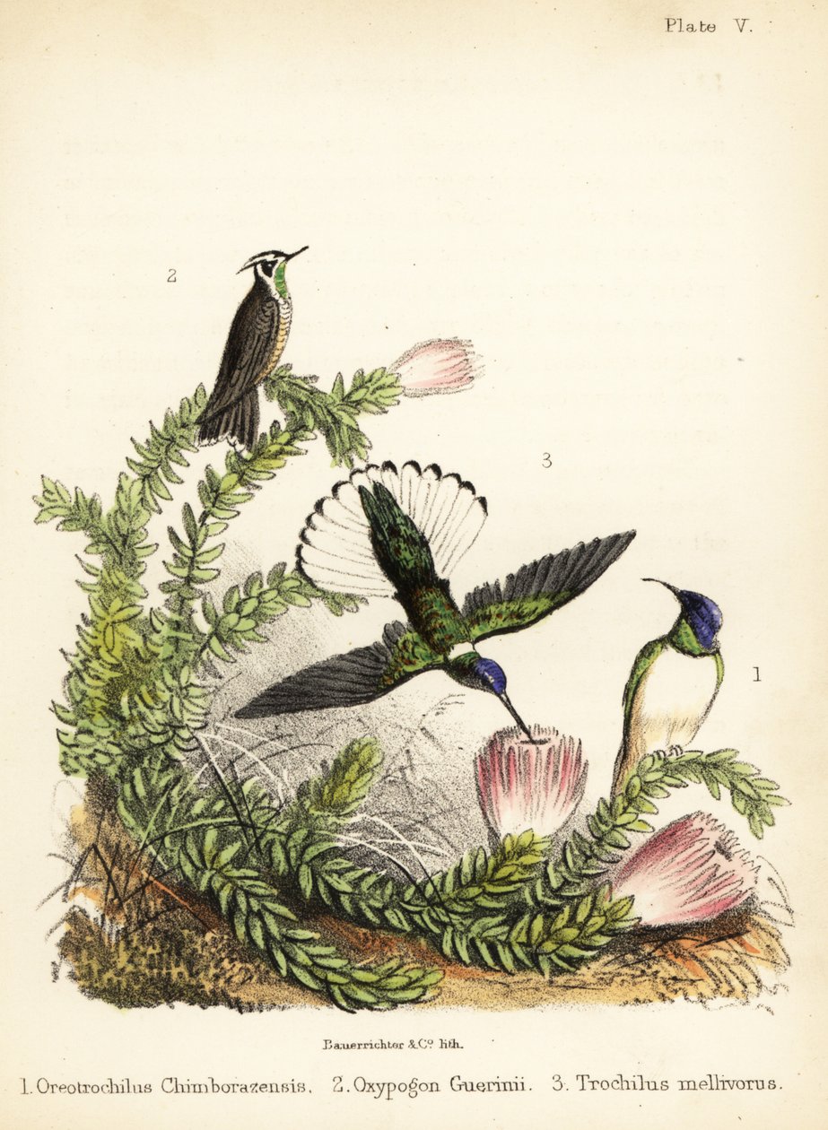 أنواع الطيور الطنانة. 1855 (ليثوغراف) بواسطة القاضي البناء