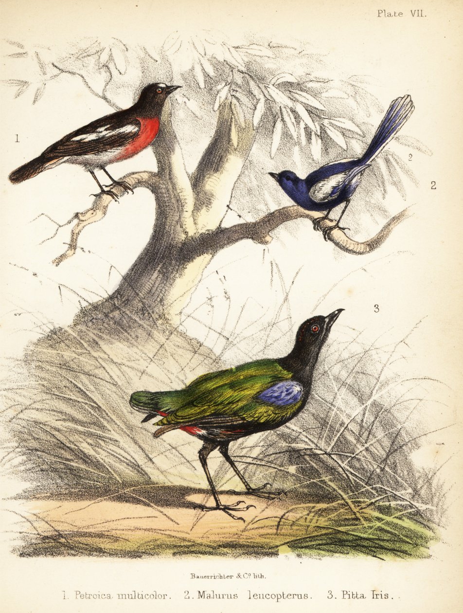 روبن المحيط الهادئ، وطائر الجنية أبيض الأجنحة، وبيتا قوس قزح. 1855 (طباعة حجرية) بواسطة القاضي البناء