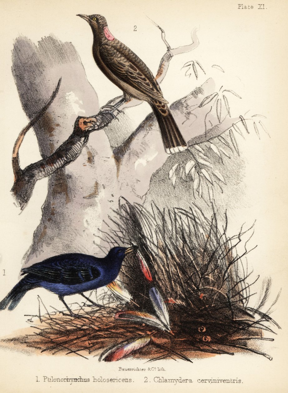 طيور التعريشة ذات الصدر الساتان والظبي. 1855 (طباعة حجرية) بواسطة القاضي البناء