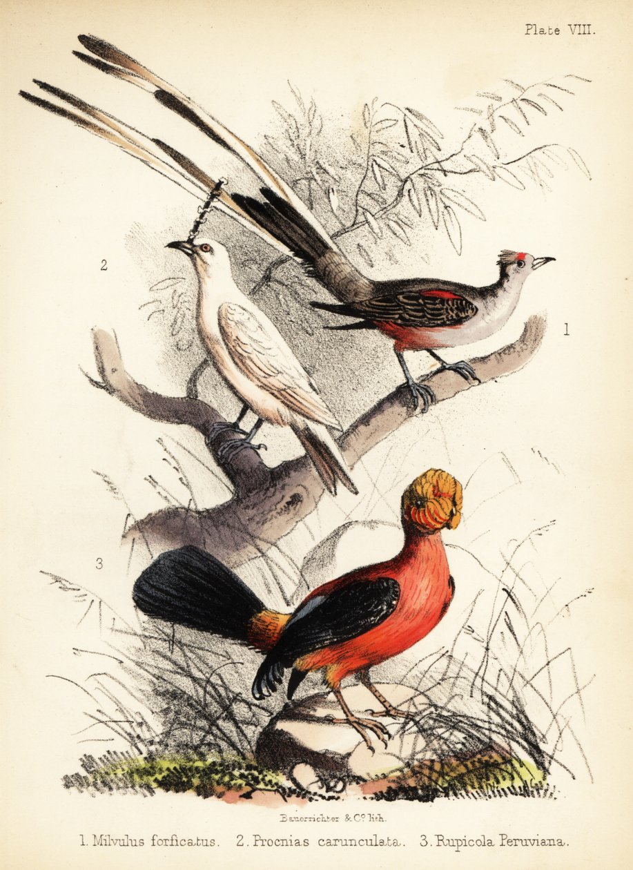 صائد الذباب مقصي الذيل وطائر الجرس الأبيض وكوك الأنديز لعام 1855 (الطباعة الحجرية) بواسطة القاضي البناء