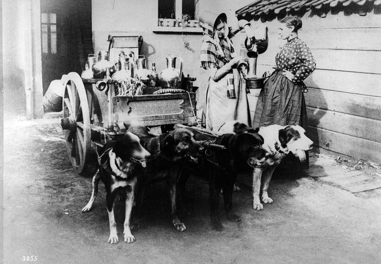 A Dogcart بيع الحليب في بروكسل ، c.1890s بواسطة مصور بلجيكي