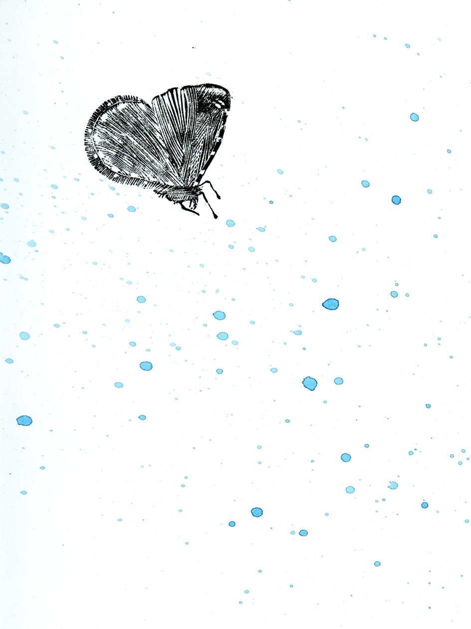 Moth {Fay-erie Dust} ، 2014 (نقش الخشب والألوان المائية على الورق) بواسطة بيلا لارسون