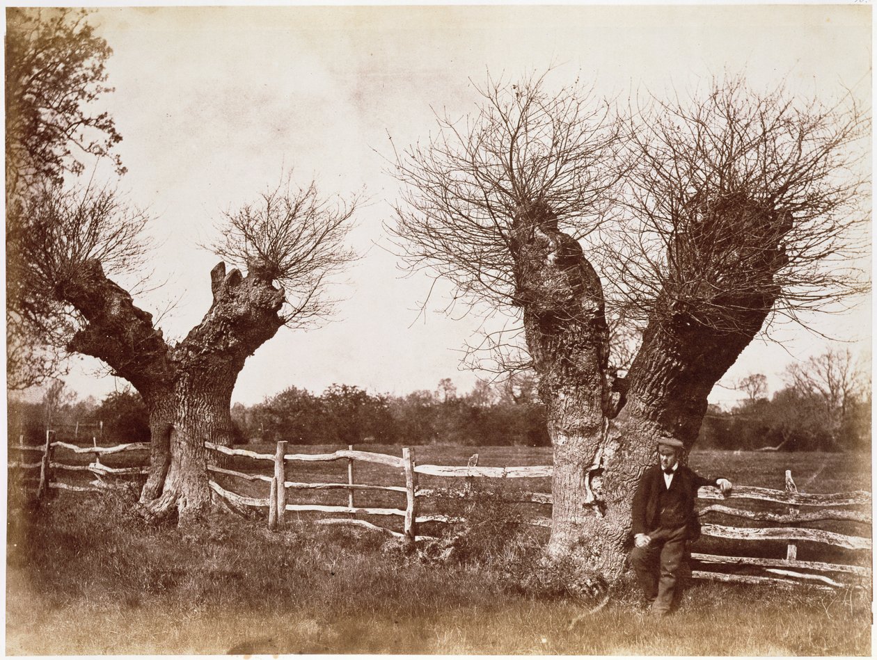 شجرة Hedgerow ، 1852 (طبعة زلال) بواسطة بنيامين بريكنيل تيرنر