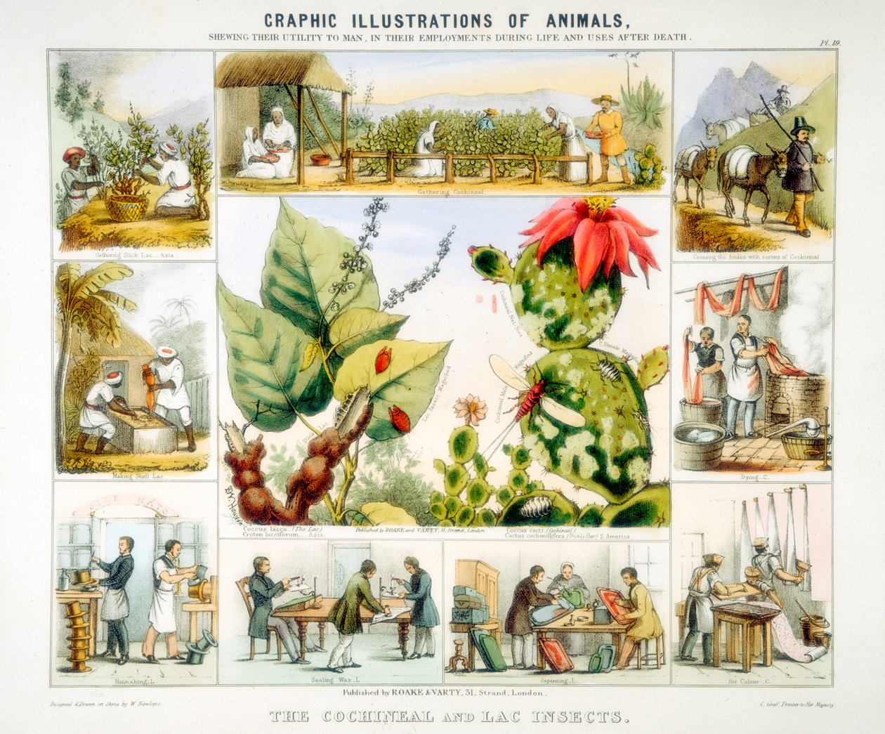 حشرة قرمزي ولاك ، c1850 بواسطة بنيامين ووترهاوس هوكينز