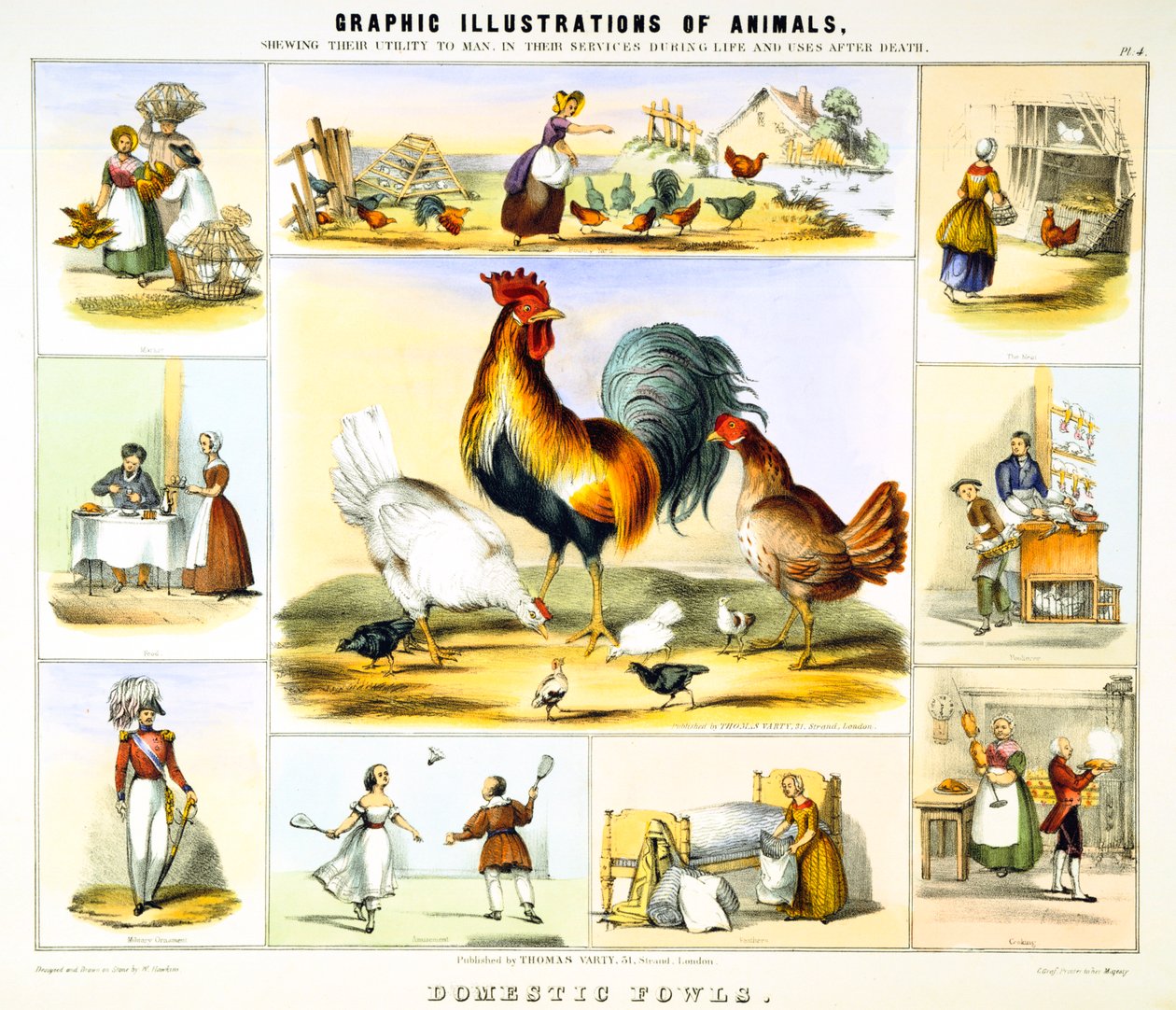 الطيور المحلية ، c1850 بواسطة بنيامين ووترهاوس هوكينز