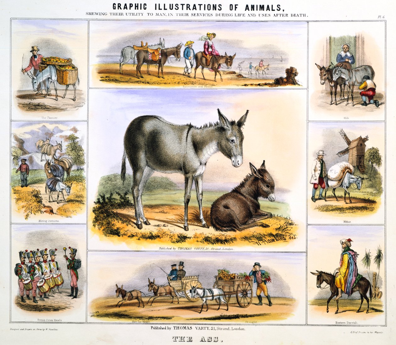 الحمار ، c1850 بواسطة بنيامين ووترهاوس هوكينز