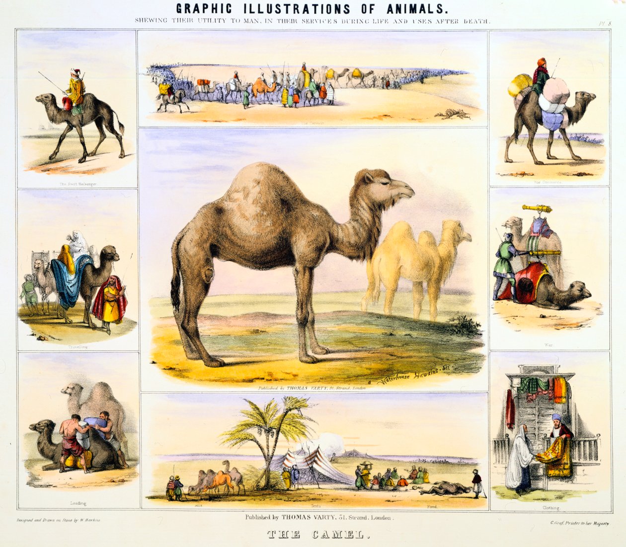 الجمل ، c1850 بواسطة بنيامين ووترهاوس هوكينز