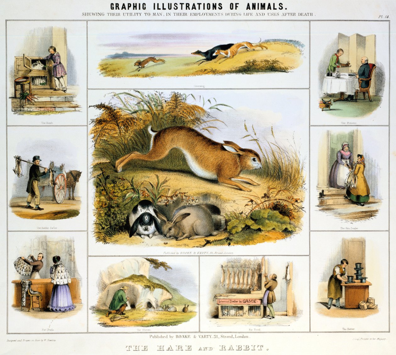 الأرنب والأرنب ، c1850 بواسطة بنيامين ووترهاوس هوكينز