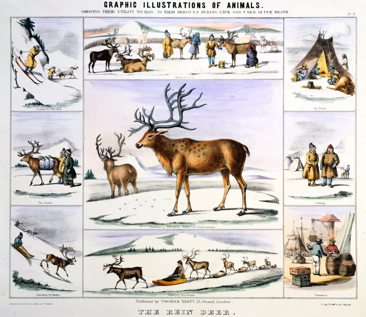 رين دير ، c1850 بواسطة بنيامين ووترهاوس هوكينز