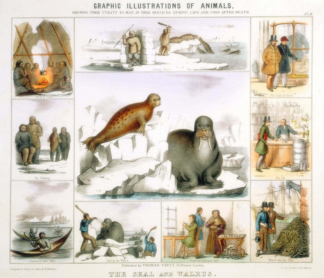 الختم والفظ ، c1850 بواسطة بنيامين ووترهاوس هوكينز