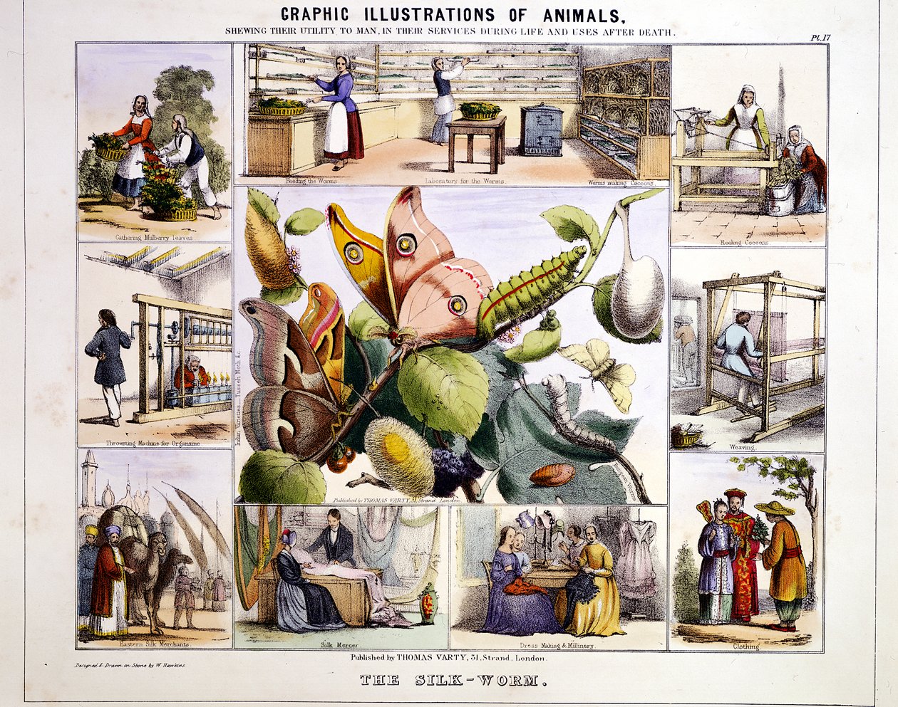دودة الحرير ، c1850 بواسطة بنيامين ووترهاوس هوكينز