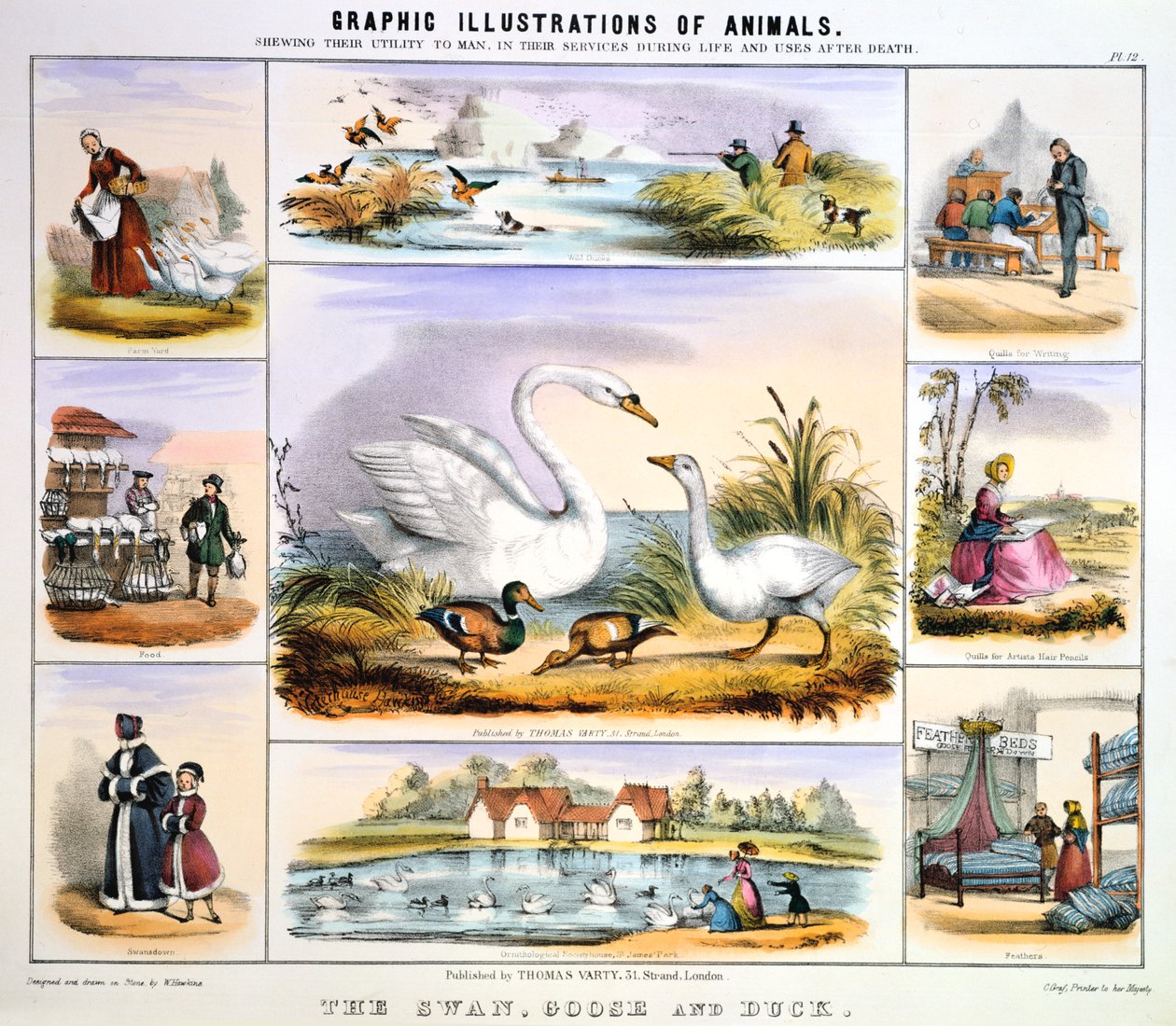البجعة ، أوزة وبطة ، c1850 بواسطة بنيامين ووترهاوس هوكينز