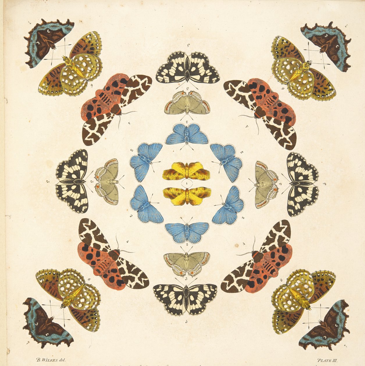 التفاصيل من اللوحة الثالثة ، من تصوير نادر للفراشات والعث ، حانة. 1764 (نقش يدوي) بواسطة بنيامين ويلكس
