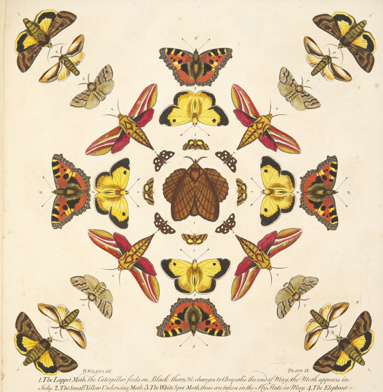 التفاصيل من اللوحة التاسعة ، من تصوير نادر للفراشات والعث ، حانة. 1764 (نقش ملون يدوي) بواسطة بنيامين ويلكس
