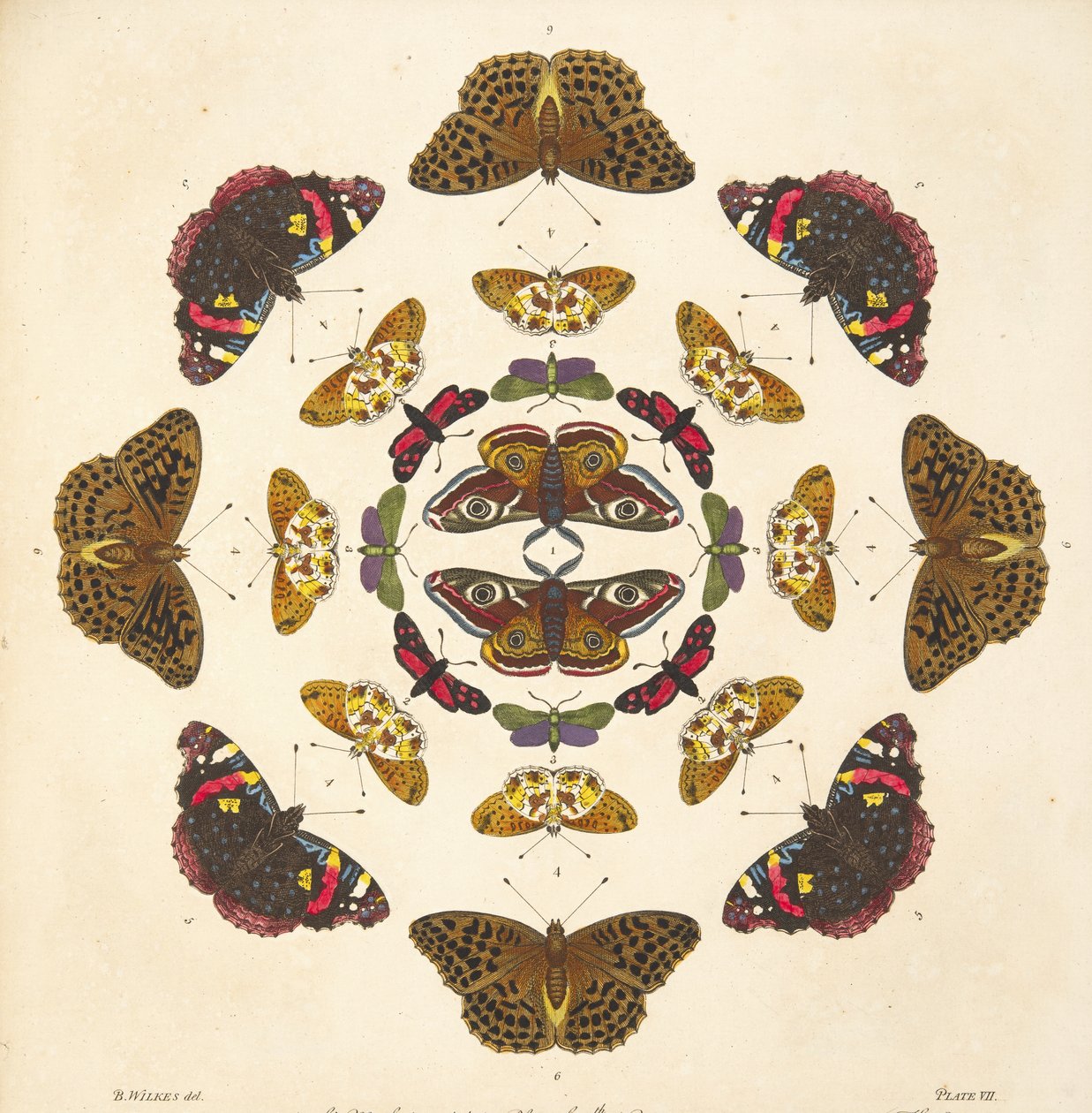 التفاصيل من اللوحة السابعة ، من تصوير نادر للفراشات والعث ، حانة. 1764 (نقش يدوي) بواسطة بنيامين ويلكس