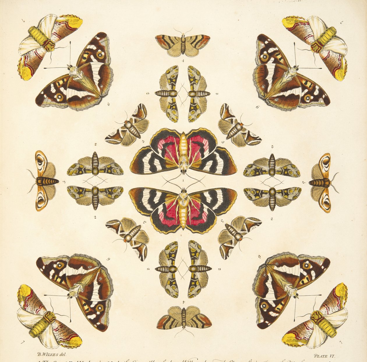 التفاصيل من اللوحة السادسة ، من تصوير نادر للفراشات والعث ، حانة. 1764 (نقش يدوي) بواسطة بنيامين ويلكس