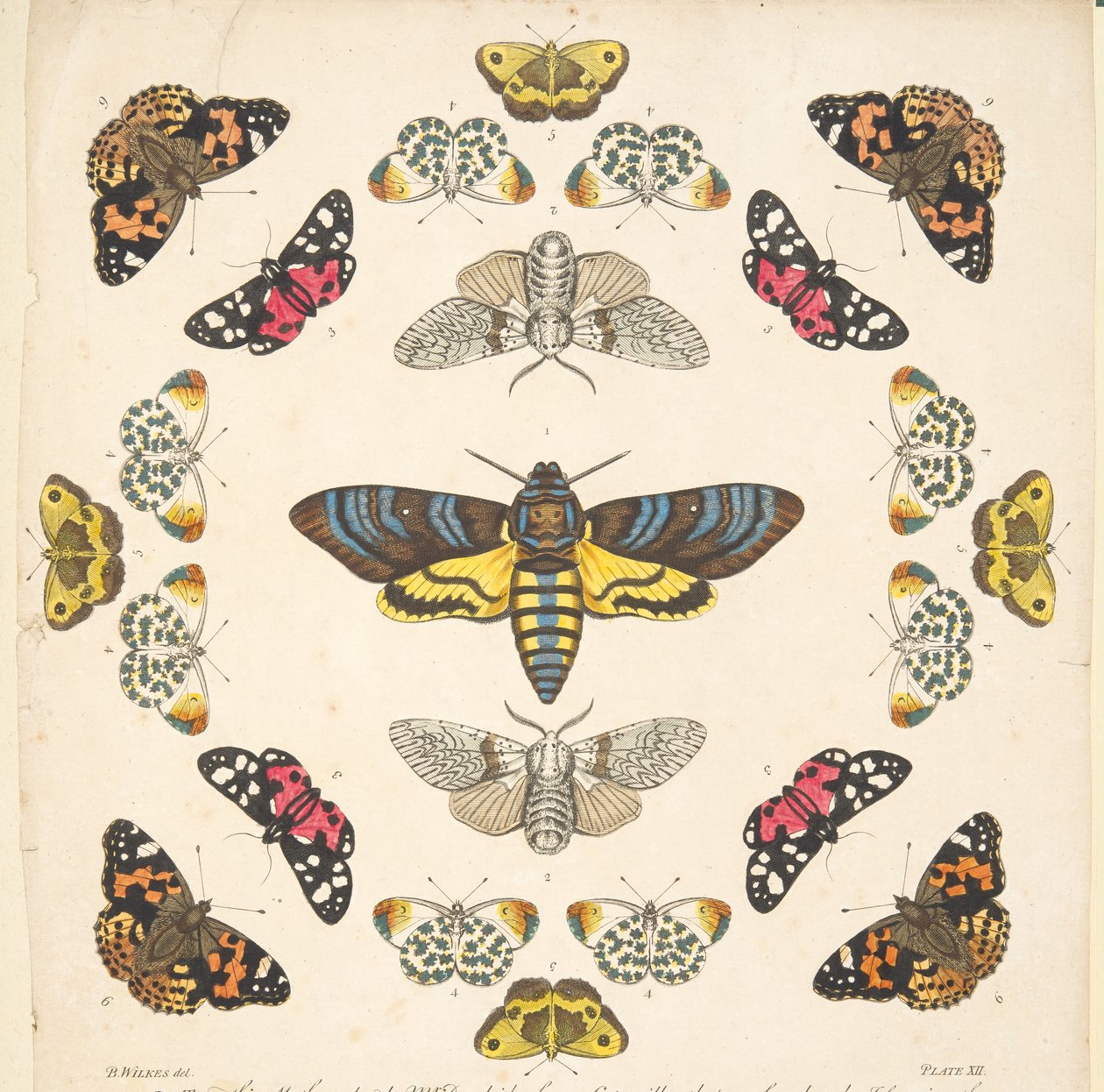 التفاصيل من اللوحة الثانية عشرة ، من تصوير نادر للفراشات والعث ، حانة. 1764 (نقش ملون يدوي) بواسطة بنيامين ويلكس