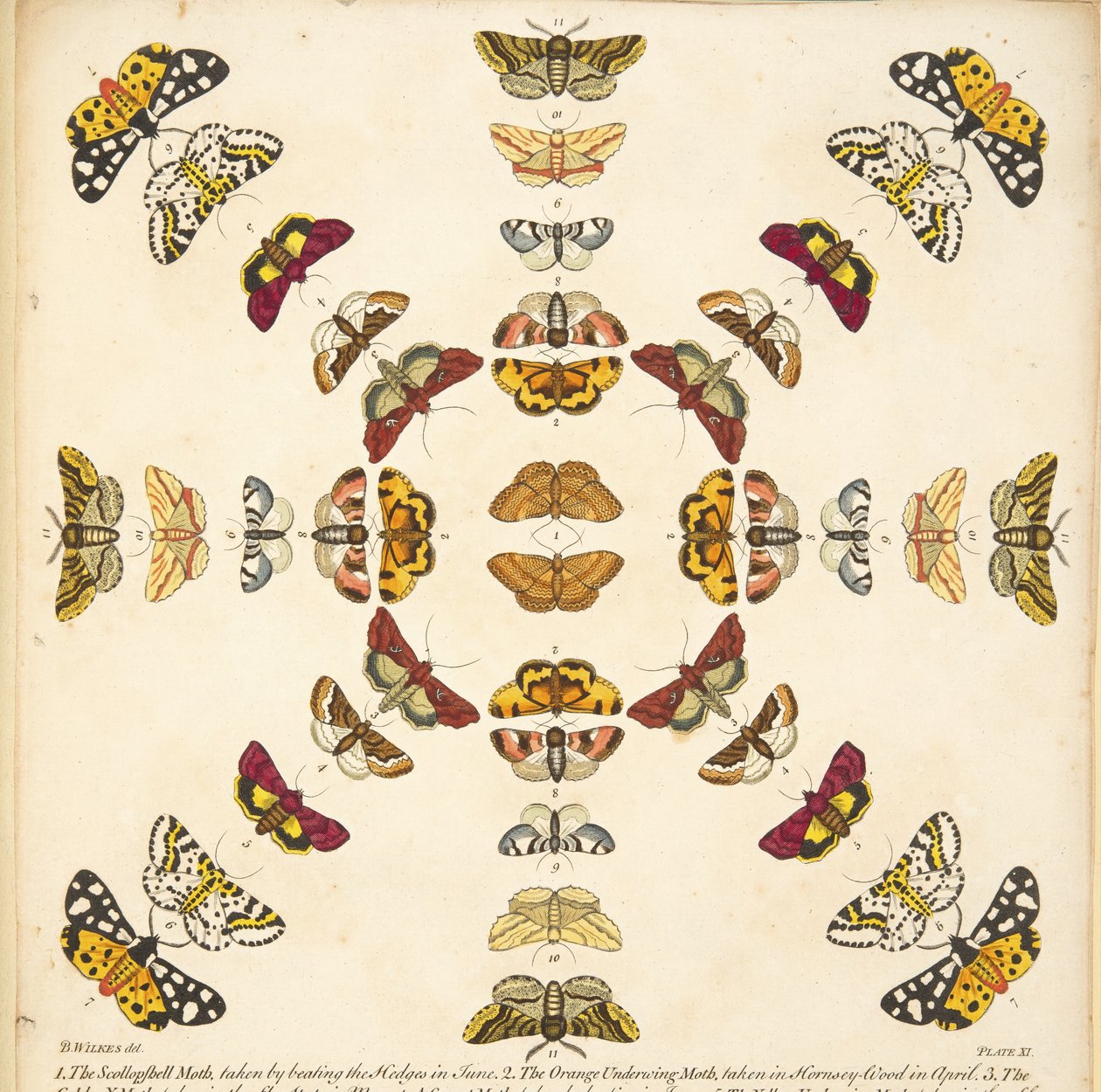 Detail from Plate XI, from A Rare Depiction of Butterflies and Moths, pub. 1764 (hand coloured engraving) بواسطة بنيامين ويلكس