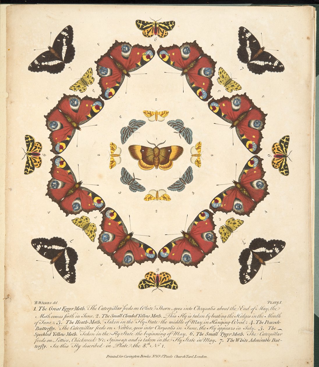 اللوحة الأولى ، من تصوير نادر للفراشات والعث ، حانة. 1764 (نقش يدوي) بواسطة بنيامين ويلكس