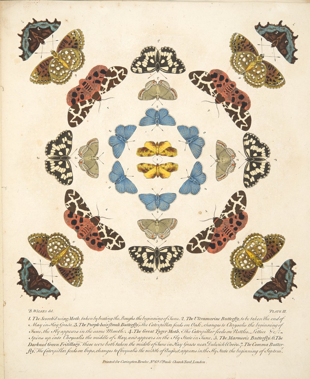 اللوحة الثالثة ، من تصوير نادر للفراشات والعث ، حانة. 1764 (نقش يدوي) بواسطة بنيامين ويلكس