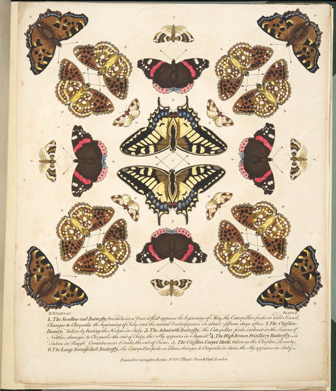 اللوحة الثانية ، من تصوير نادر للفراشات والعث ، حانة. 1764 (نقش يدوي) بواسطة بنيامين ويلكس