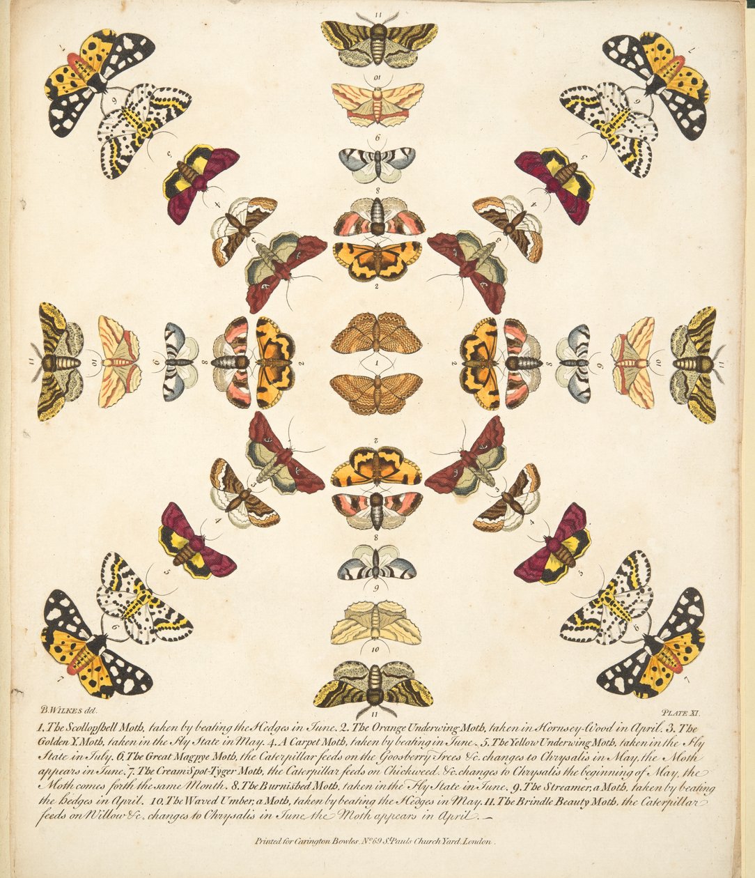 اللوحة الحادية عشرة ، من تصوير نادر للفراشات والعث ، حانة. 1764 (نقش يدوي) بواسطة بنيامين ويلكس