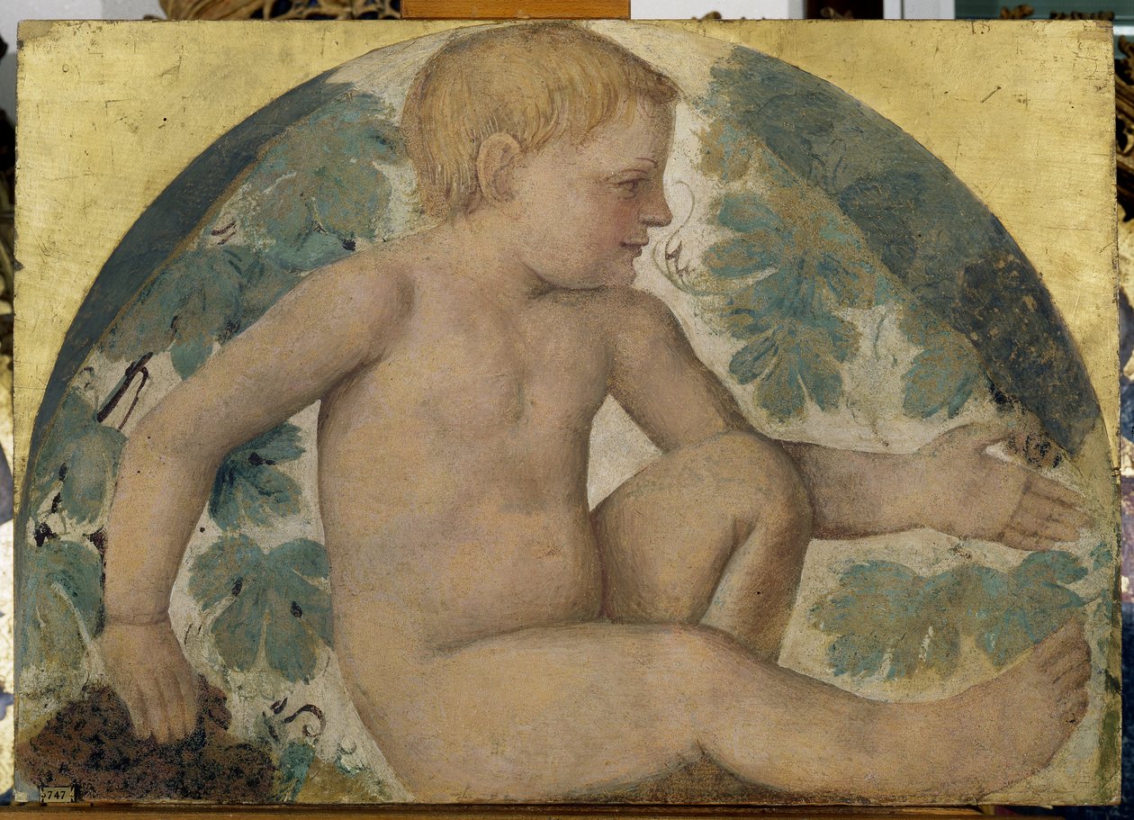 Harvesting putti - Putto under a pergola, c.1514 (detached fresco carried on board) بواسطة برناردينو لويني