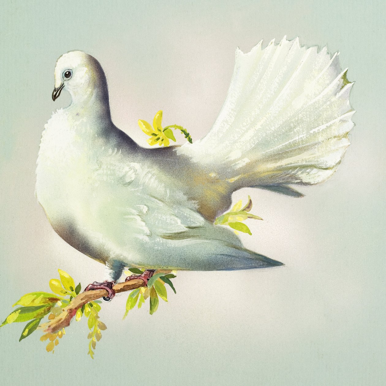  بواسطة بيرت إيلوس