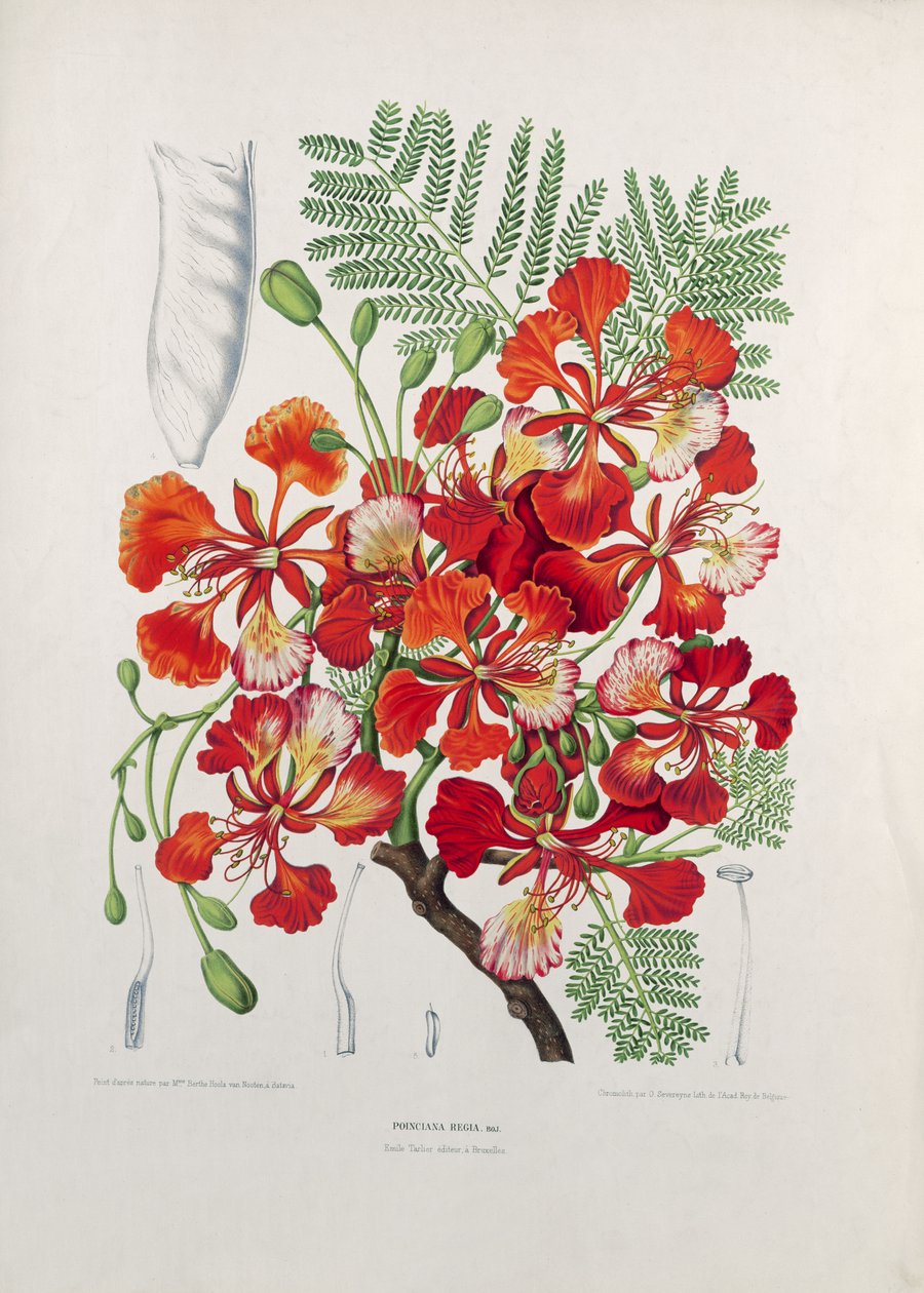 Poinciana Regia ، رسم توضيحي من الزهور المختارة ، والفواكه وأوراق الشجر للنباتات والبومونا في جزيرة جافا ، محفورة بقلم G. Severeyns ، 1885 (الطباعة الملونة بالحبر) بواسطة Berthe Hoola van Nooten