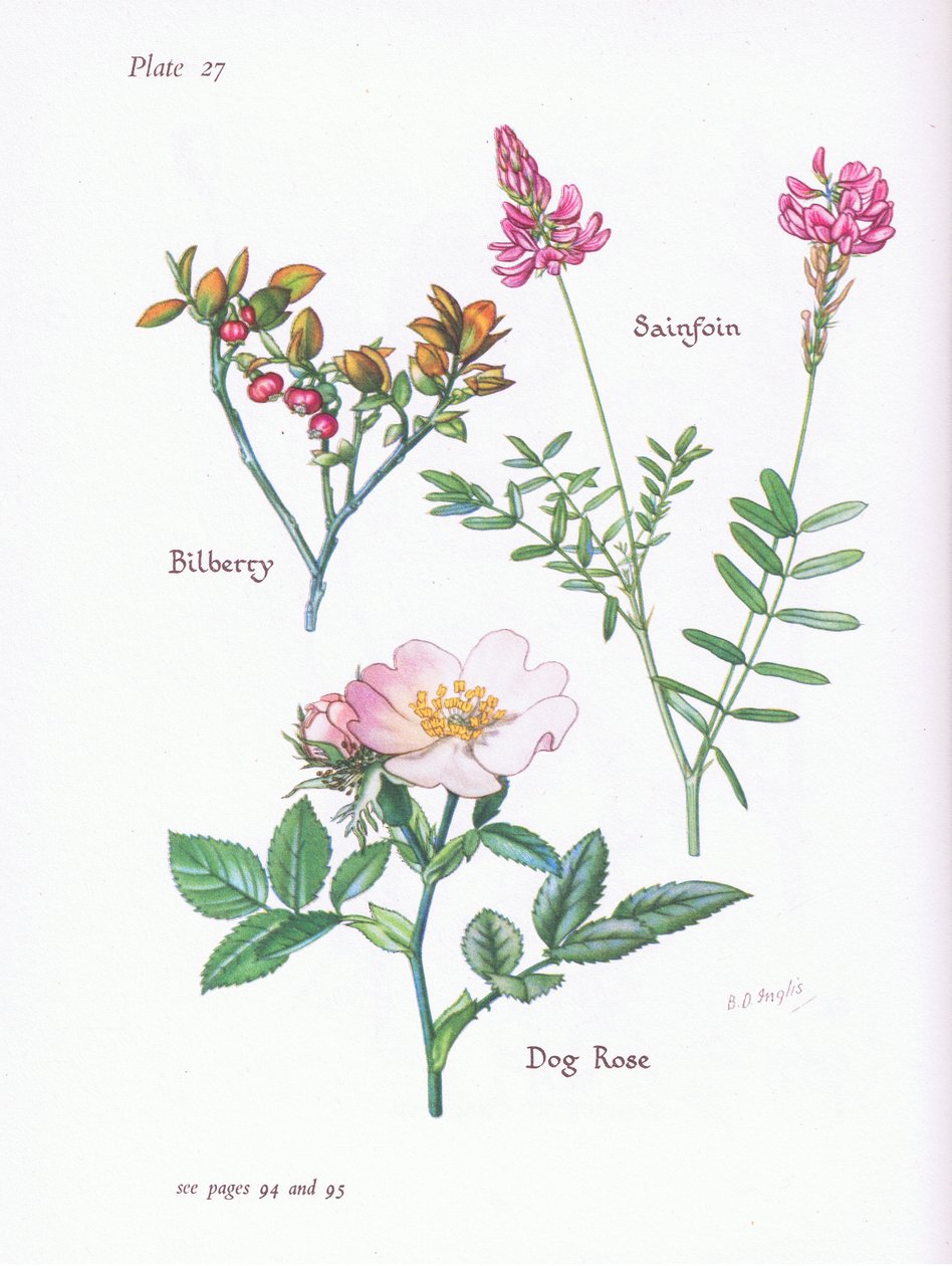 التوت أو Blaeberry ، Dog Rose ، Sainfoin ، 1951 بواسطة Bessie D. Inglis
