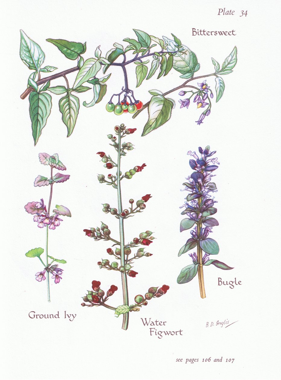 حلو ومر ، اللبلاب الأرضي ، البوق ، Water Figwort ، 1951 بواسطة Bessie D. Inglis