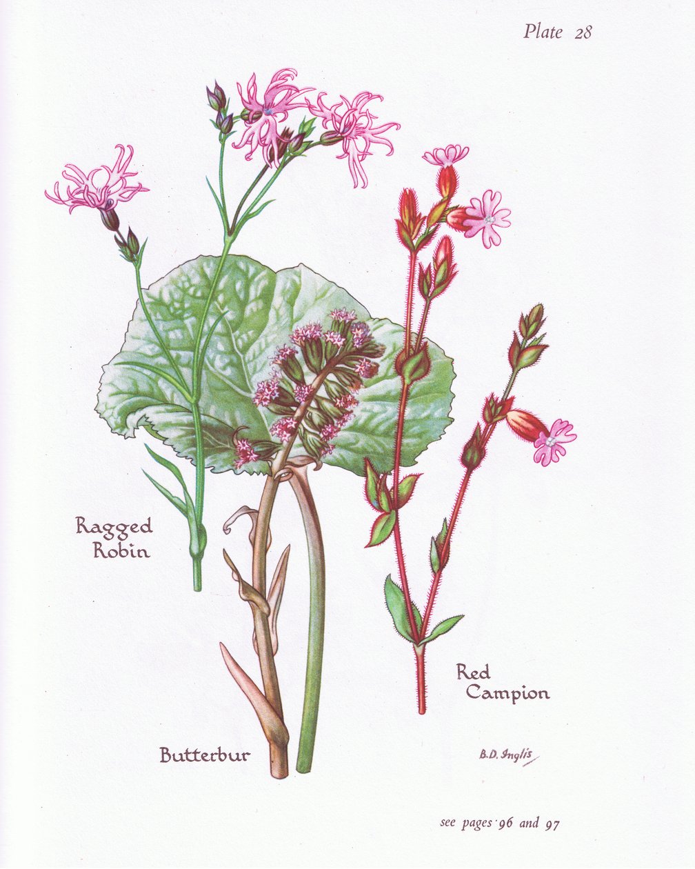 Butterbur ، Ragged Robin ، Red Campion ، 1951 بواسطة Bessie D. Inglis